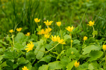 A group of yellow buttercup flowers with green leaves is in the summer forest. High quality photo