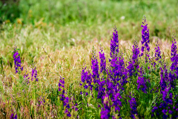 Delphinium ajacis close up background. Multicolored Larkspur flowers. Delphinium purple, blue, pink flowers grows in the garden, Flowering field with Rocket Larkspur (Consolida ambigua). orientalis