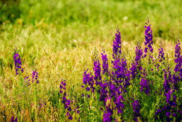 Fototapeta premium Delphinium ajacis close up background. Multicolored Larkspur flowers. Delphinium purple, blue, pink flowers grows in the garden, Flowering field with Rocket Larkspur (Consolida ambigua). orientalis