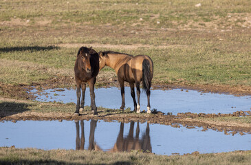 Wild Horses in the Utah Desert in Springtime