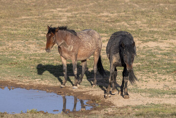 Wild Horses in the Utah Desert in Springtime