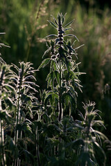 Leonurus cardiaca, motherwort, throw-wort, lion's ear, lion's tail medicinal plant with opposite leaves serrated margins Blooming in summer, sunset spring