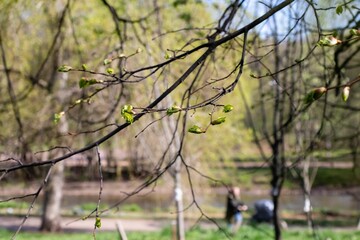 the first tiny green leaves come out from the unfolded buds on a tree branch in the center of the photo and the strong bokeh of the background