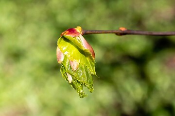 The first tiny green leaves come out from the unfolded buds on a tree branch in the center of the photo and the strong bokeh of the background