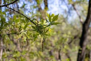A tree branch with green leaves in close-up against the background of other trees.