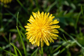 Yellow blooming flower close-up. high quality photo.