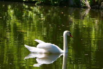 Schwan schwimmt im Teich
