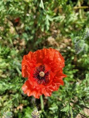 Coquelicot 