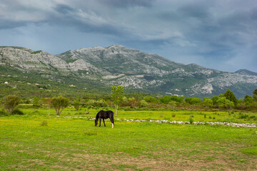 Horses graze in the background mountain with dramatic sky. A storm is coming from the mountains.