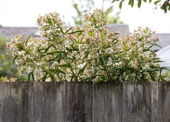 thyme on wooden background