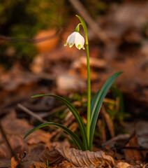 Snowdrop flower in the spring forest