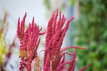 Indian red amaranth plant growing in summer garden. Leaf vegetable, cereal and ornamental plant,...