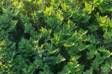 Green fern leaves growing on a forest ground