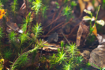 Green moss growing on a swamp ground in a forest