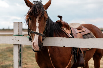 Portrait of a brown saddled horse with a white spot on face standing still next to wooden fence