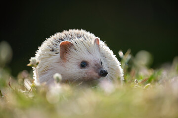 Small african hedgehog pet on green grass outdoors on summer day. Keeping domestic animals and caring for pets concept