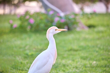 White cattle egret wild bird, also known as Bubulcus ibis walking on green lawn in summer