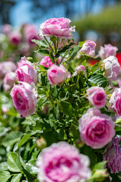 Flowers. Pink flowers with background flowers of different colors in the park of the Rosaleda del Parque del Oeste in Madrid. Background full of colorful flowers. Spring print. In Spain. Europe. Photo