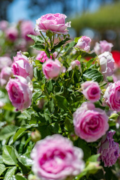 Flowers. Pink flowers with background flowers of different colors in the park of the Rosaleda del Parque del Oeste in Madrid. Background full of colorful flowers. Spring print. In Spain. Europe. Photo