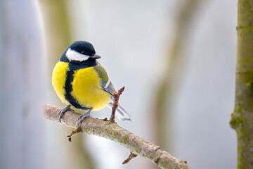 Yellow wild tit bird perching on tree branch on cold winter day