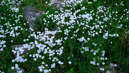 white small flowers