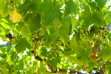 graps on tree grap at vineyard