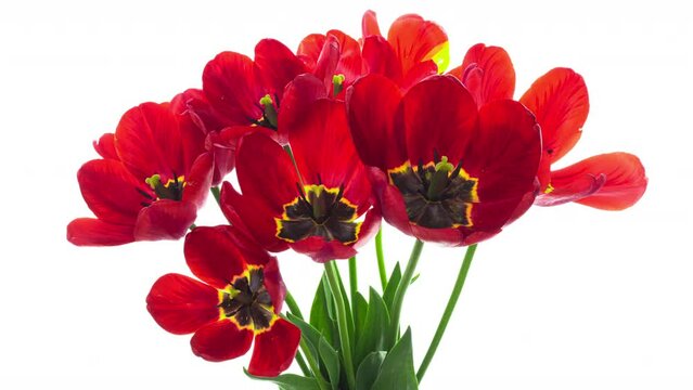 Beautiful red tulip flowers background. Beautiful bouquet of Red tulips on white background. Timelapse of red tulip flowers opening. Springtime. Mother's day, Holiday, Love, birthday, Easter
