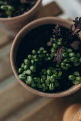 growing green basil at home. growing basil in a round pot top view. home gardening.