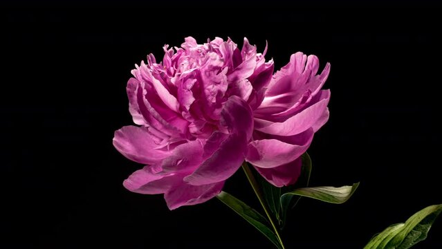 Pink Peony Open Flower in Time Lapse on a Black Background. Vedding Concept. Side View