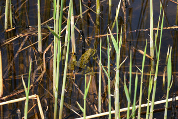 A Common Frog, Rana temporaria, in a pond