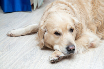 Underfloor heating in the apartment.The dog, a Golden Retriever, is lying on a warm floor.