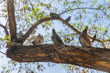 doves on a tree branch