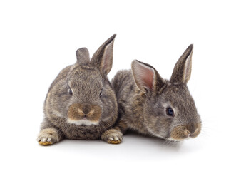 Two little rabbits.