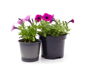 Naklejka na ściany i meble Red and purple petunia in pots.