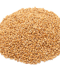Whole grain of wheat.