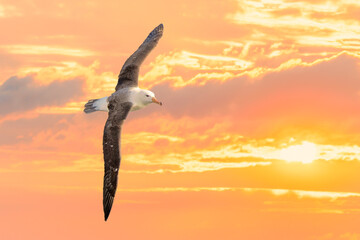 liegender Wanderalbatros (Diomedea exulans) vor gelben Himmel zum Sonnenuntergang, - der Vogel mit...