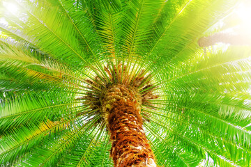 Exotic palm tree body and leaves background, close up.