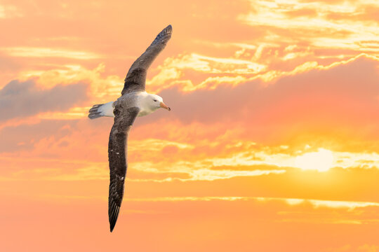 liegender Wanderalbatros (Diomedea exulans) vor gelben Himmel zum Sonnenuntergang, - der Vogel mit der größten Flügelspannweite der Welt