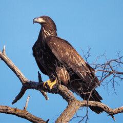 Juvenile Bald Eagle