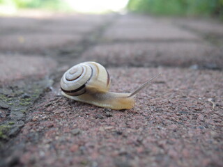 snail on the road