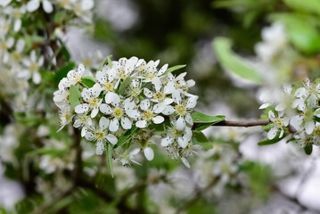 wild fruit trees and wild pear tree flowers