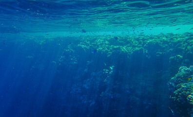 Fototapeta na wymiar underwater photography of fish, diving at Egypt 