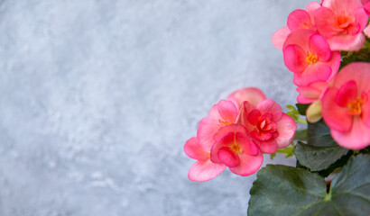 Beautiful blooming pink begonia elatior with copy space. Home plants, hobby, floriculture.