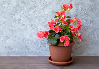 Beautiful blooming pink begonia elatior in a pot with copy space. Home plants, hobby, floriculture.