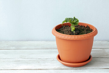 Young tuberous begonia plant in a pot with copy space. Home plants, hobby, floriculture.