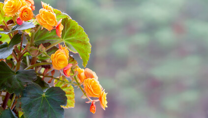 Beautiful yellow terry begonia elatior. Home plants, hobby, floriculture.