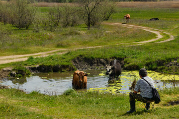 Obraz na płótnie Canvas Cows drink water in a pond at a rural place