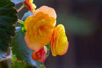 Beautiful yellow terry begonia elatior. Home plants, hobby, floriculture.