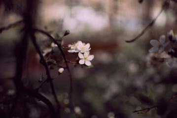 Blooming plum tree branches. Orchard. Spring landscapes. Nice smell.