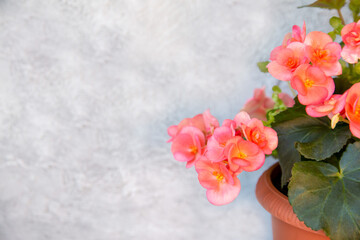 Beautiful blooming pink begonia elatior with copy space. Home plants, hobby, floriculture.
